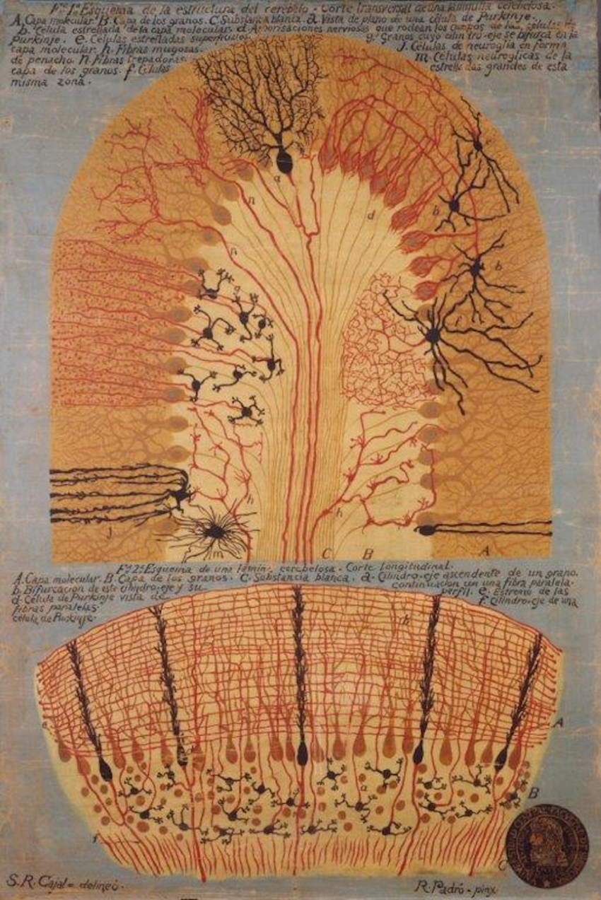 Esquema de la estructura del cerebelo. Cortes transversal y longitudinal de una lamela cerebelosa. Delineado por S. Ramón y Cajal. Pintado per R. Padró.